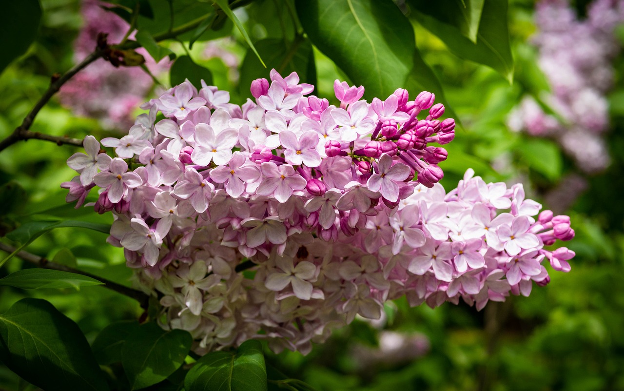 梦中的桃花海——探秘北京平谷桃花海